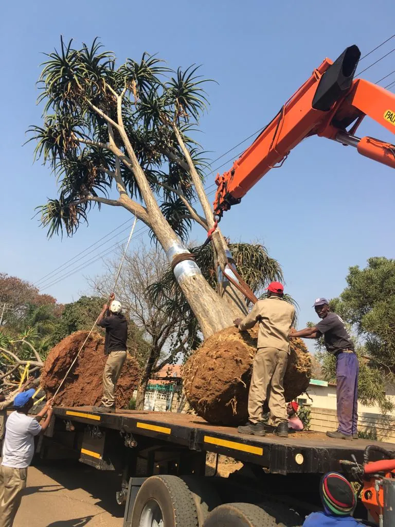 Aloe being hoisted onto truck
