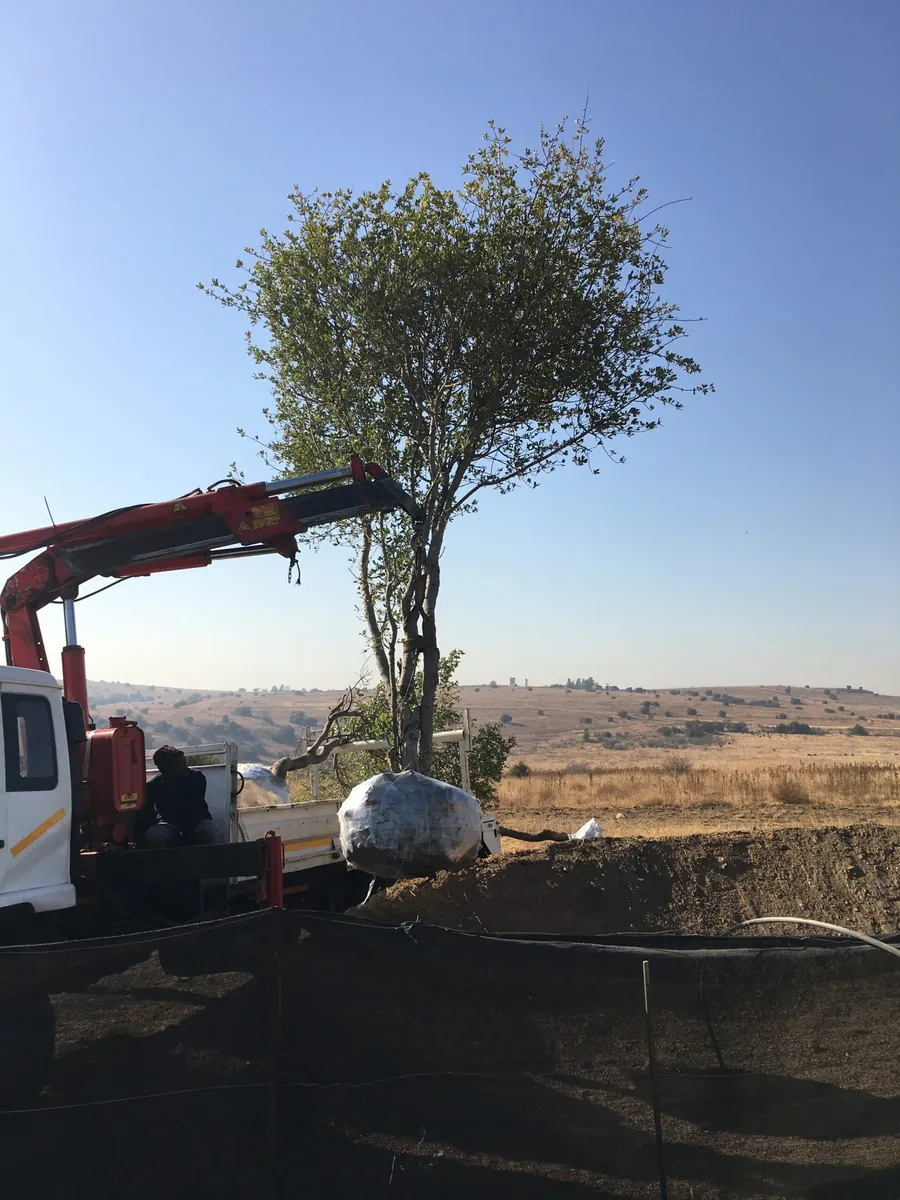 Crane planting tree on rural hillside