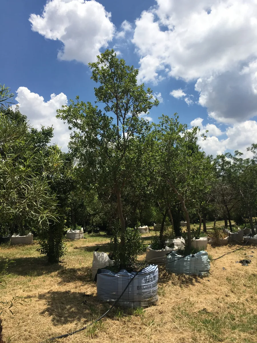 Nursery with trees in bulk bags
