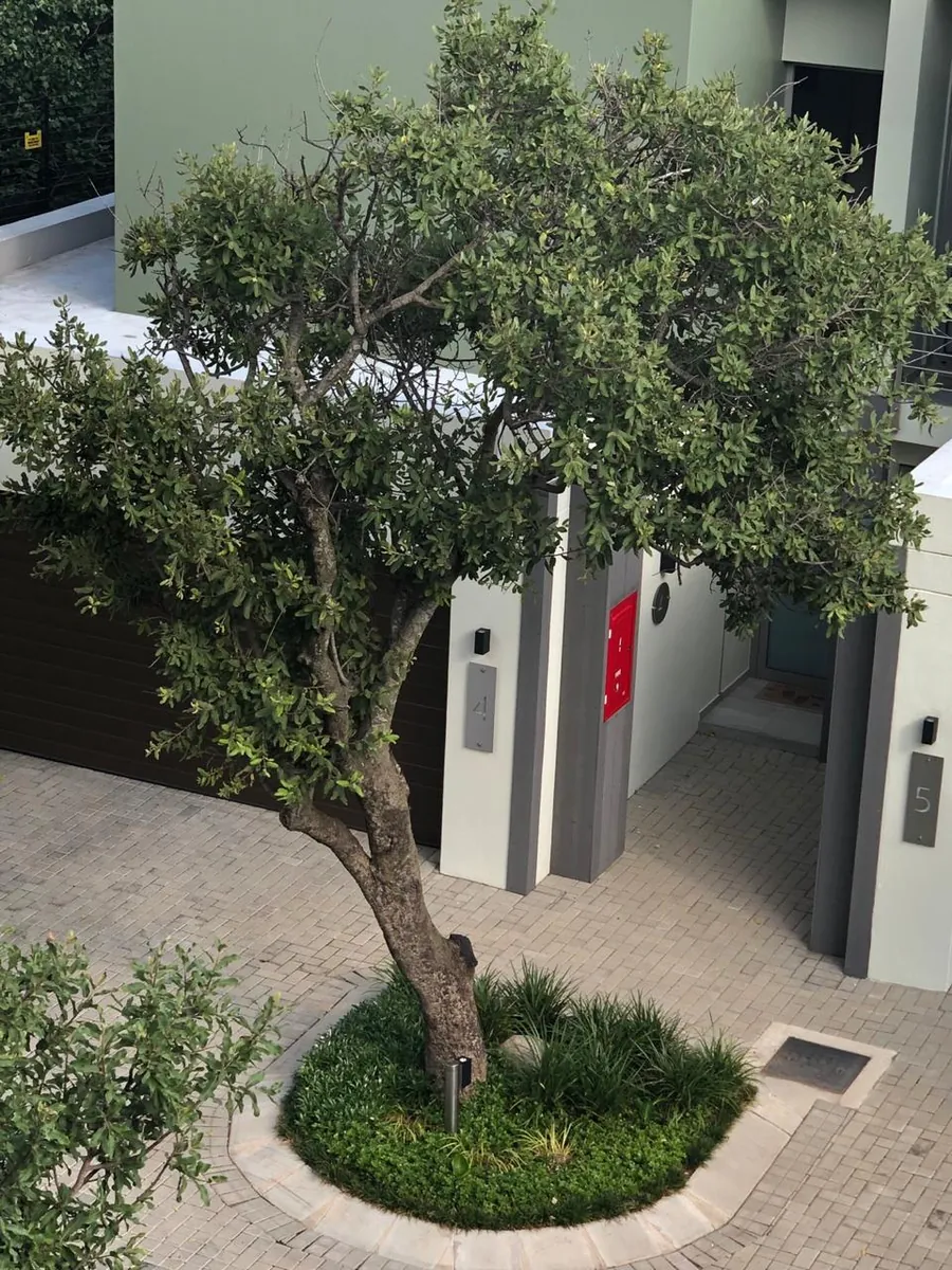 Aerial view of olive tree at residential complex