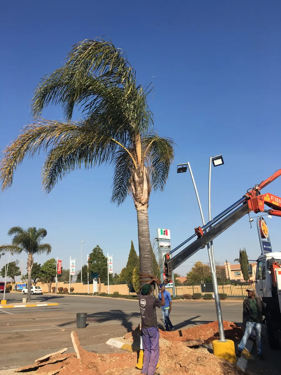Palm tree installation at commercial site