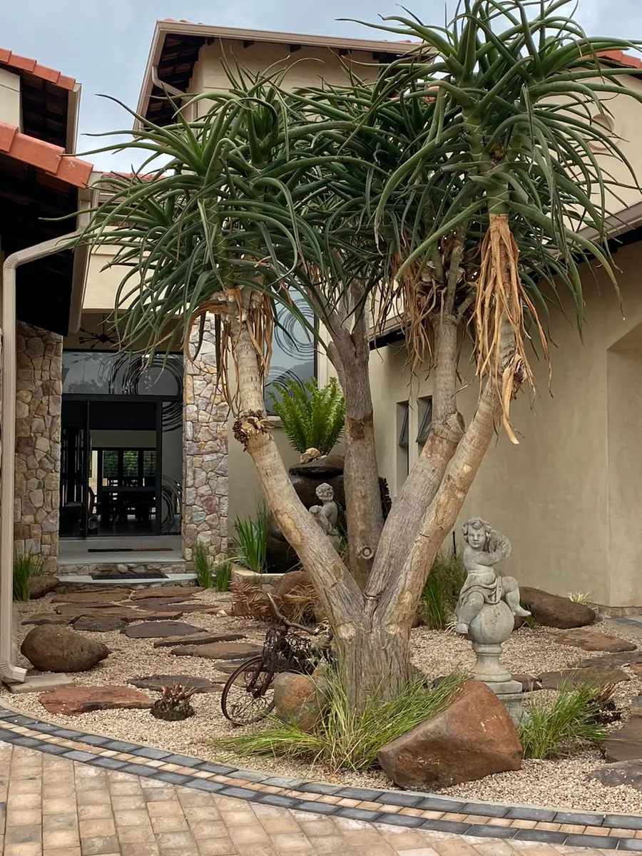 Quiver tree at luxury home entrance