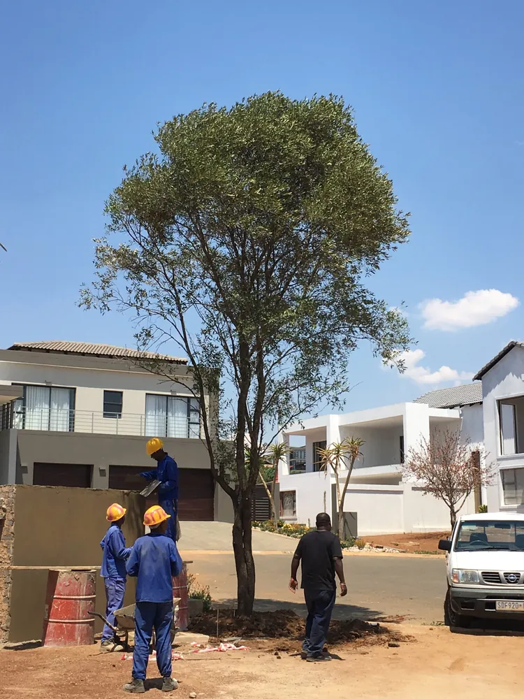 The Treemart Projects team at work on a large tree relocation