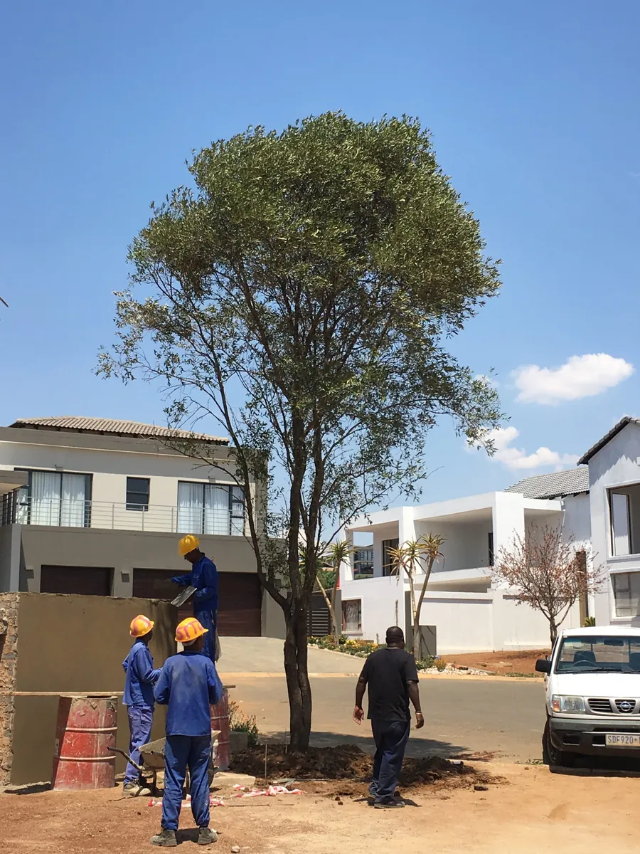 Team working at large tree on estate