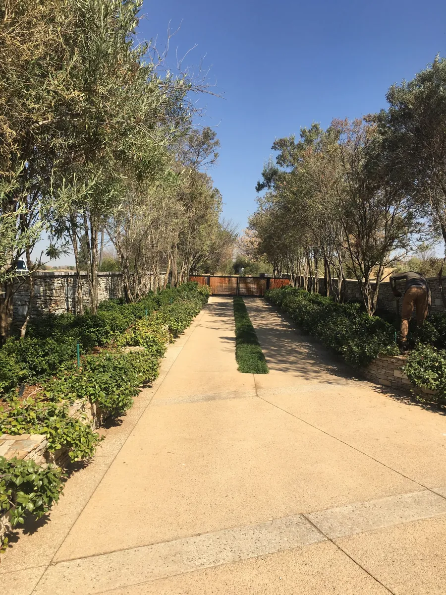 Tree-lined driveway with hedges