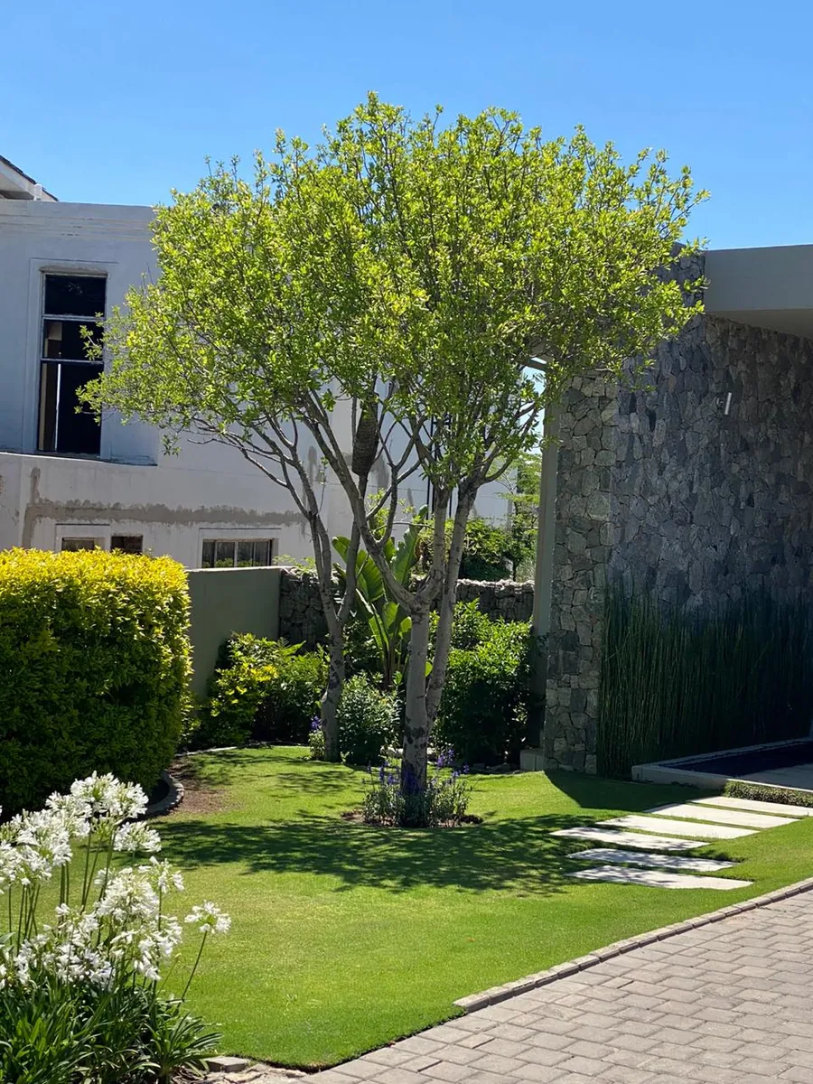 Tree in manicured modern garden