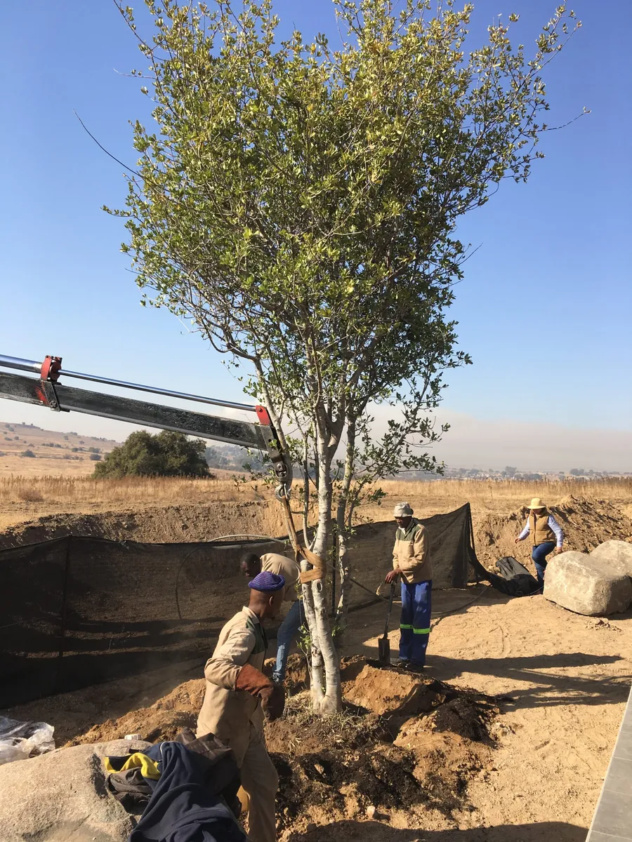 Tree planting on rural landscape